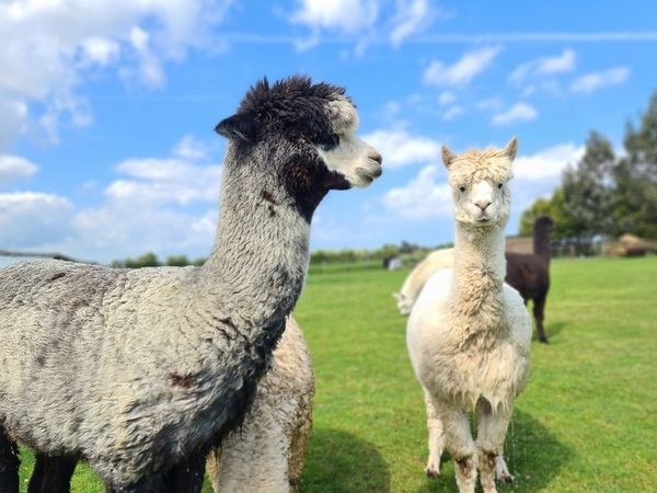 Tawnymeade Alpacas Body 001
