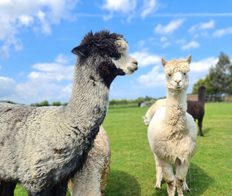 Tawnymeade Alpacas Body 001